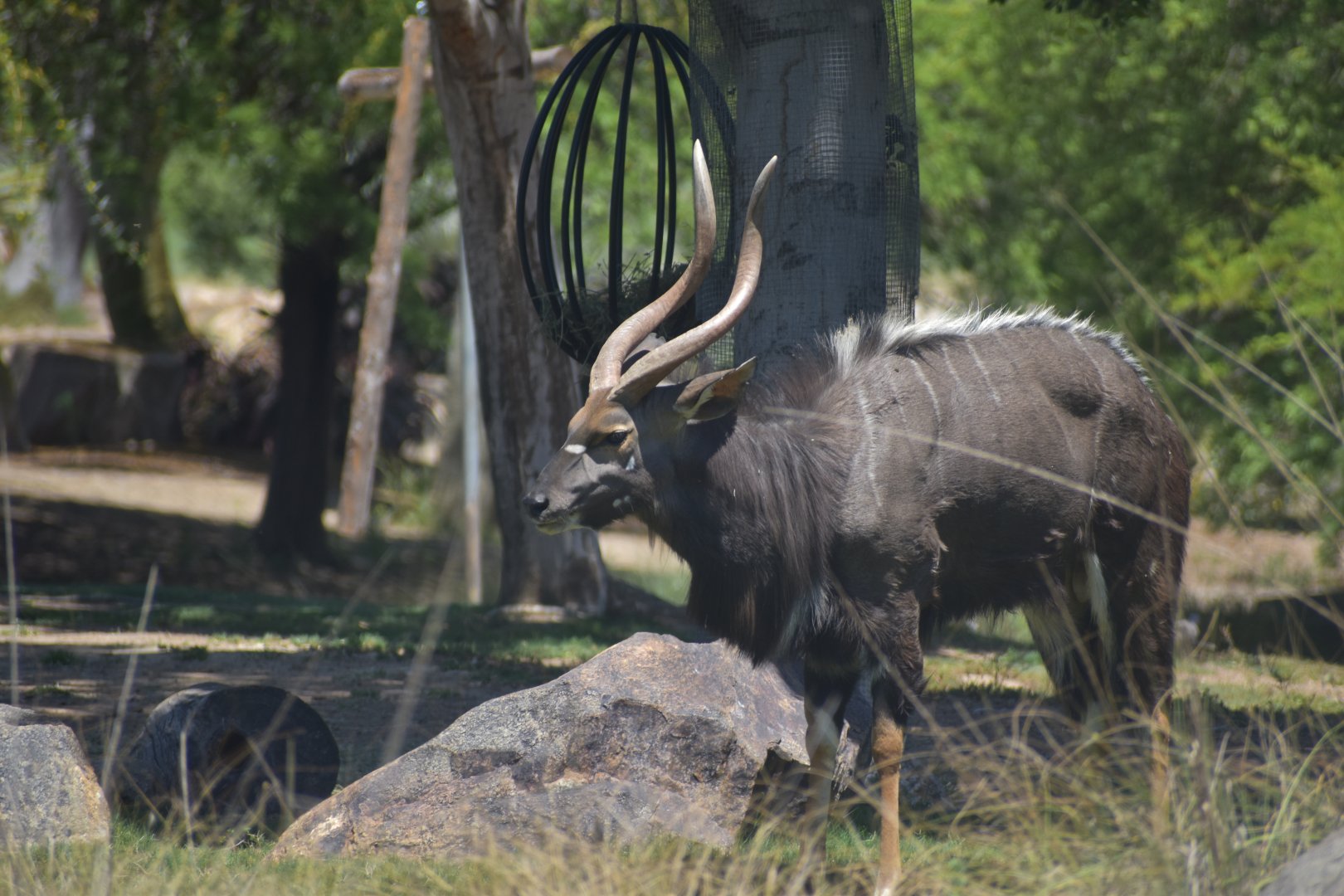 Male Nyala