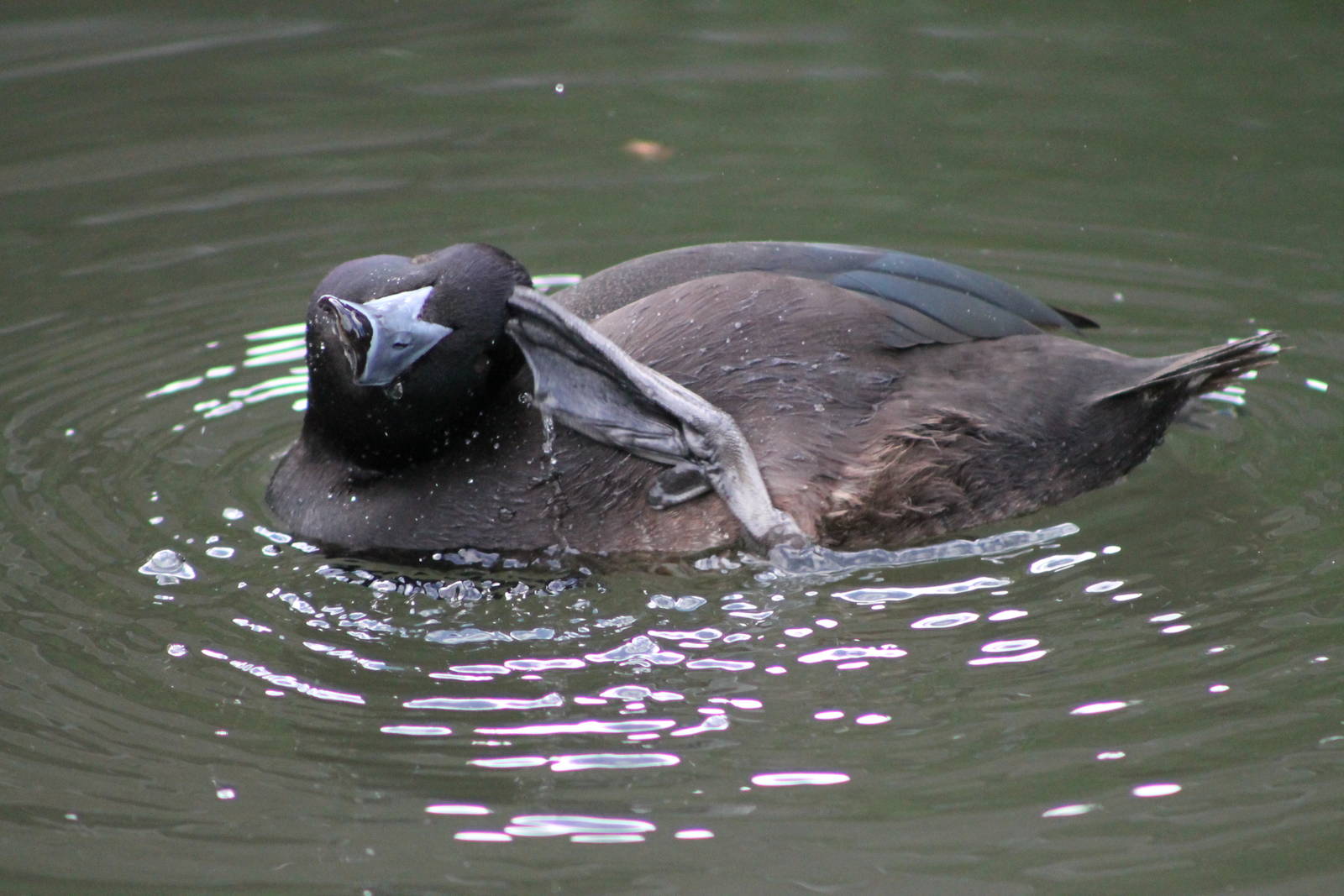 male NZ scaup (Aythya novaeseelandiae)