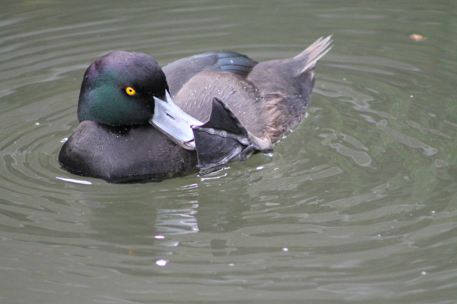 male NZ scaup (Aythya novaeseelandiae)