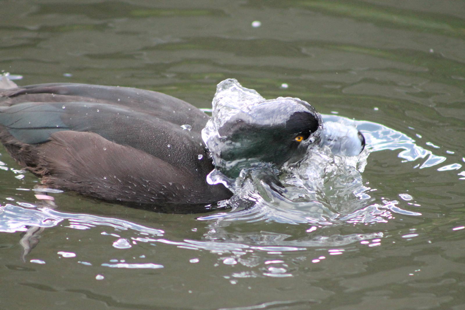 male NZ scaup (Aythya novaeseelandiae)