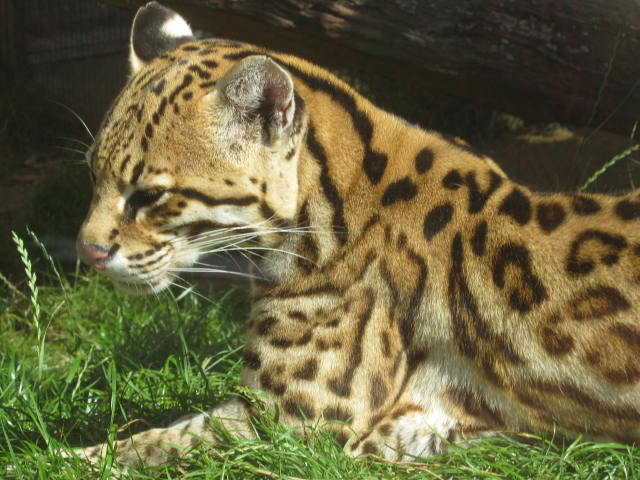 Male Ocelot 2016.