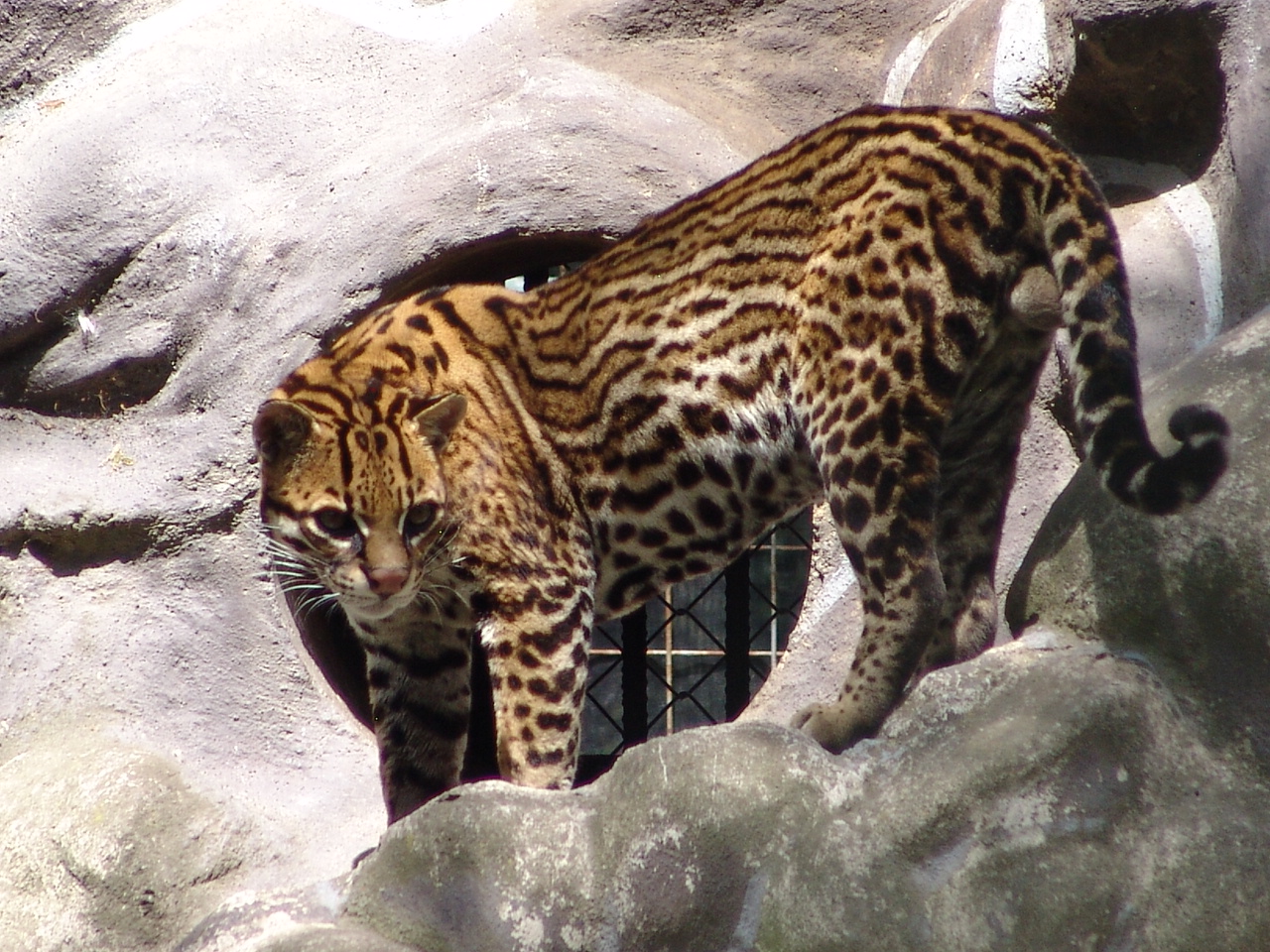 Male Ocelot (Leopardus pardalis)