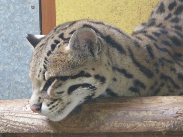 Male Ocelot "Manduri"