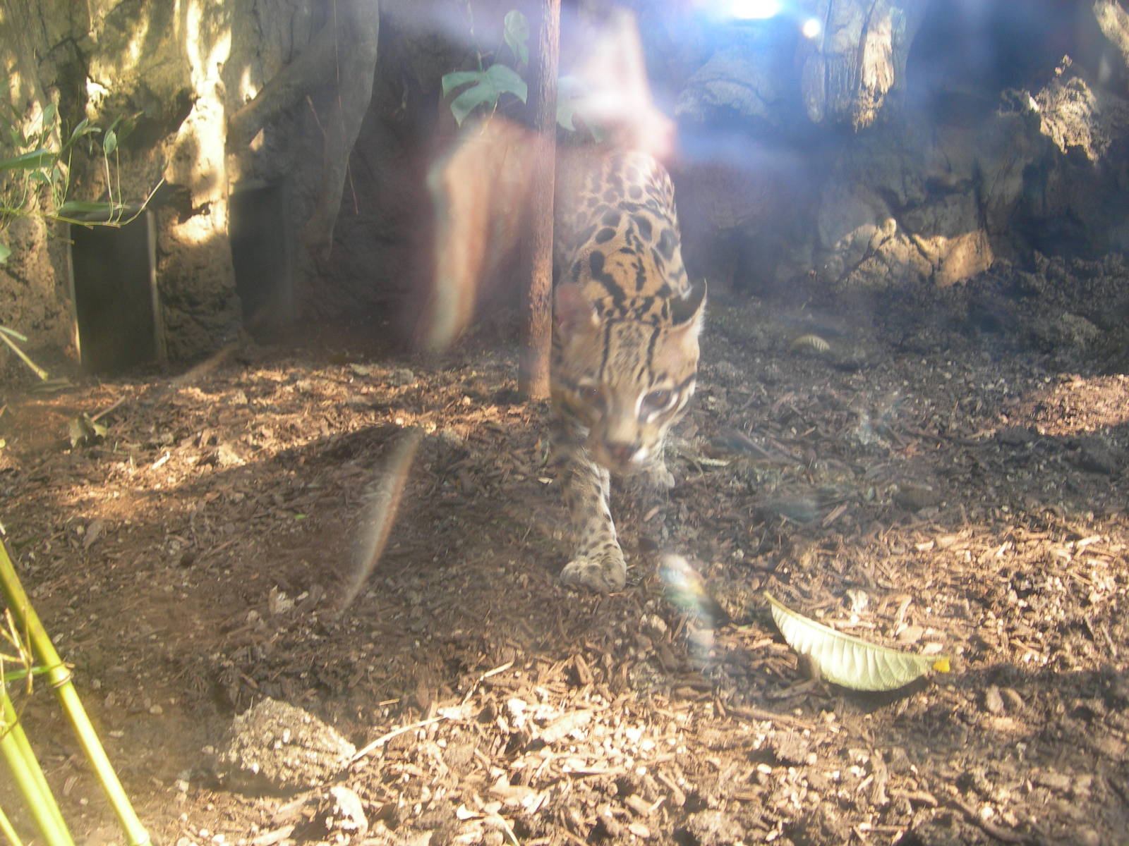 Male Ocelot Pacing
