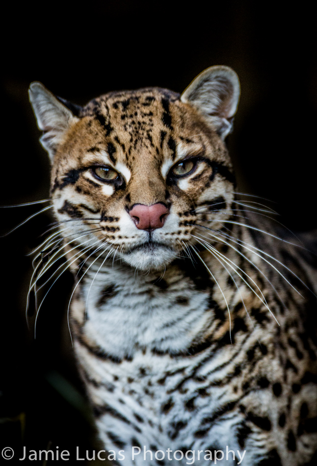 Male Ocelot