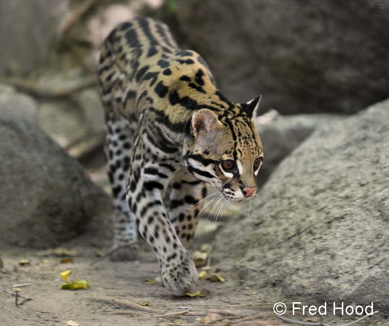 male ocelot