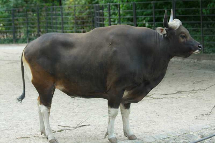 Male of Java Banteng