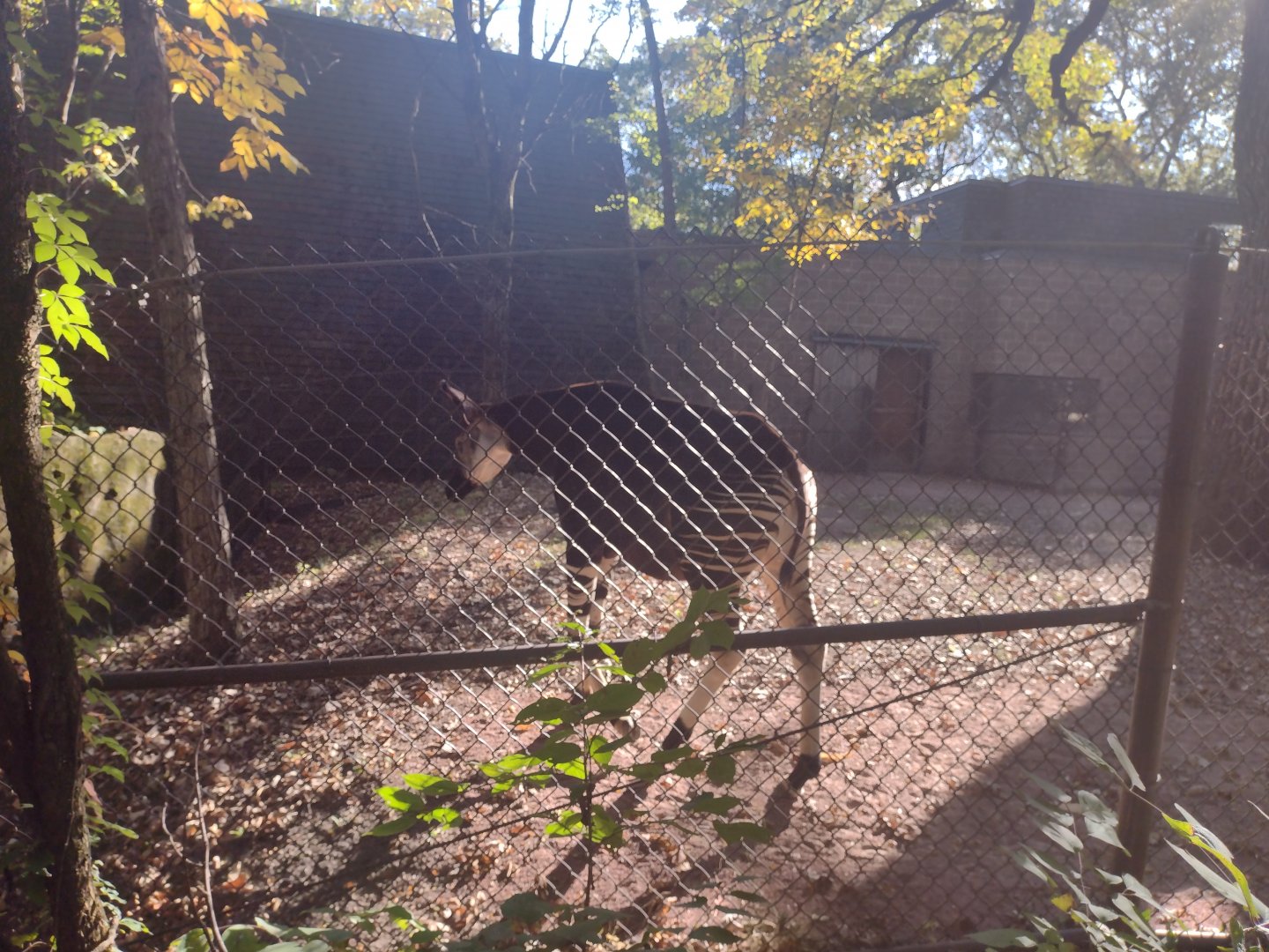 Male Okapi either Bomani or an unrelated male