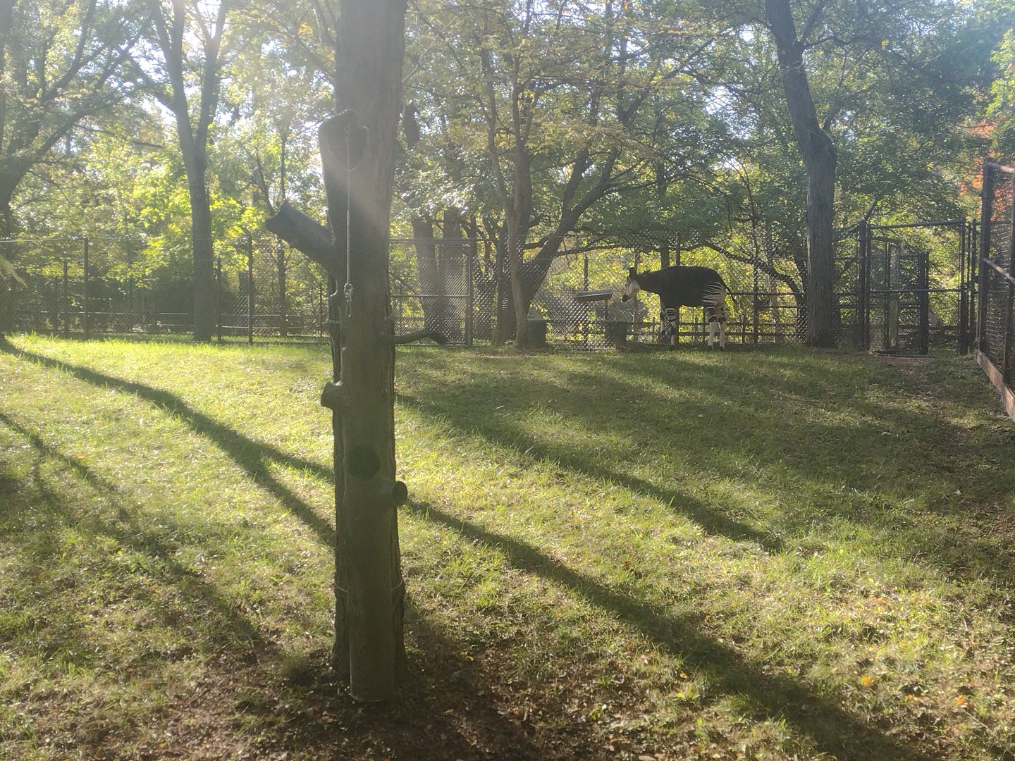 Male Okapi either Bomani or an unrelated male