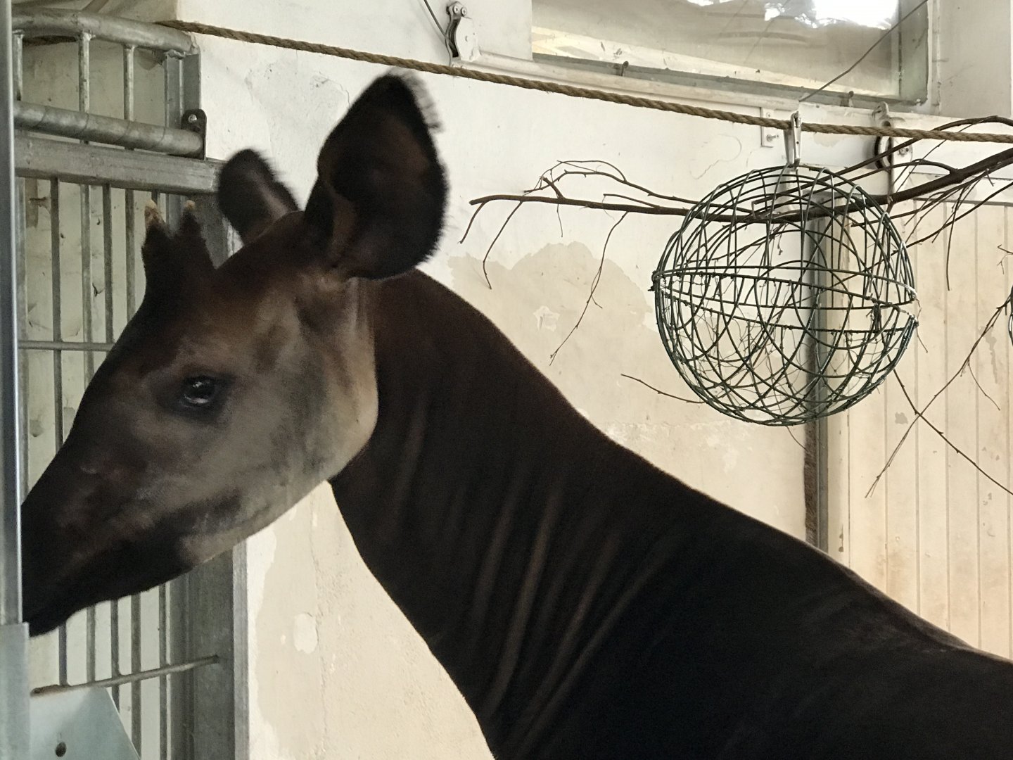 Male Okapi - 'Stanley'