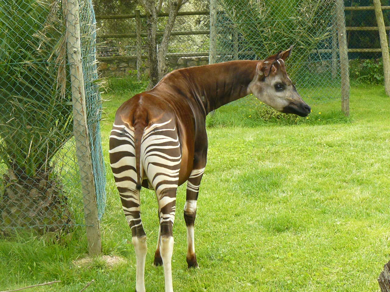 Male Okapi