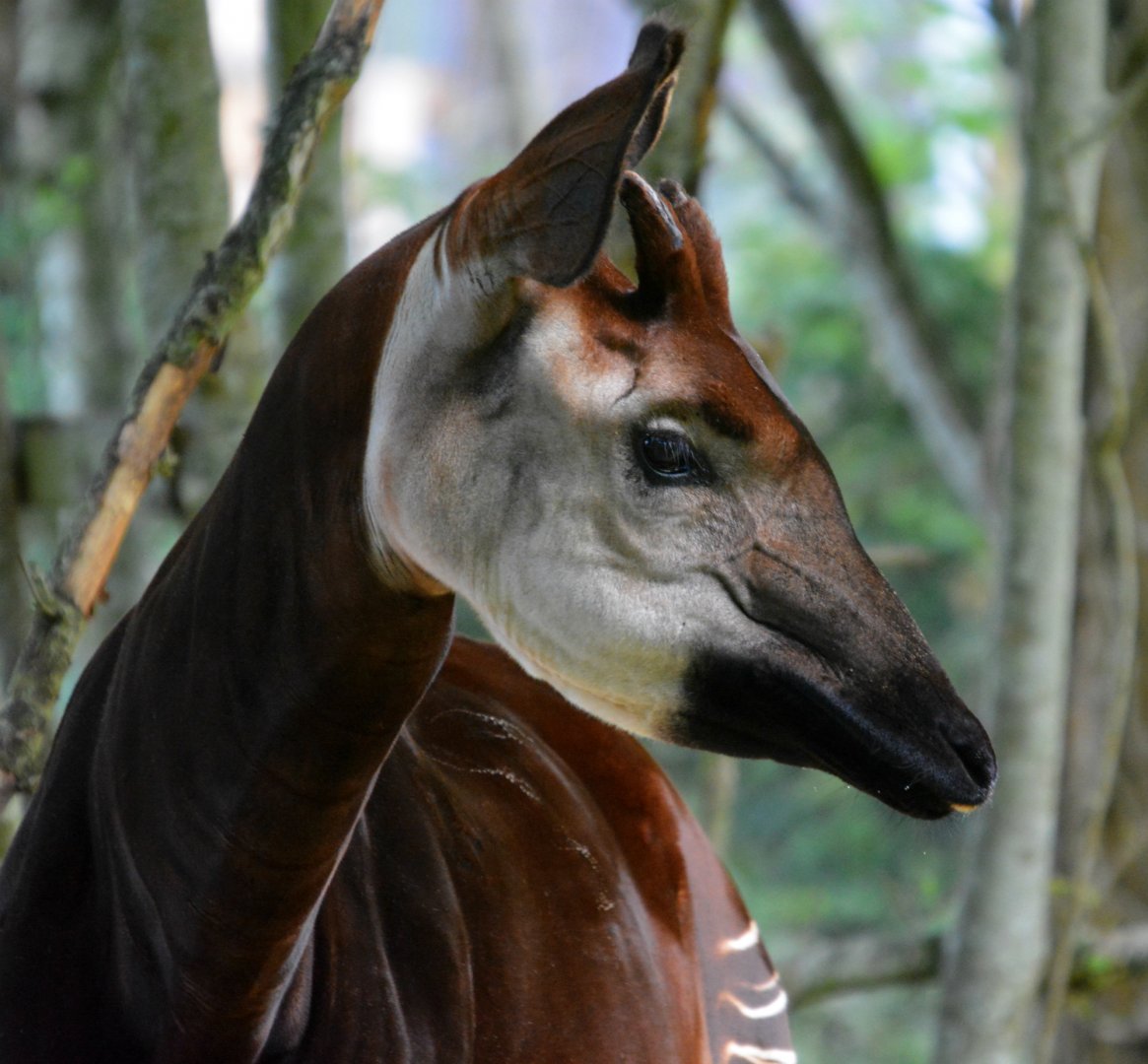Male Okapi