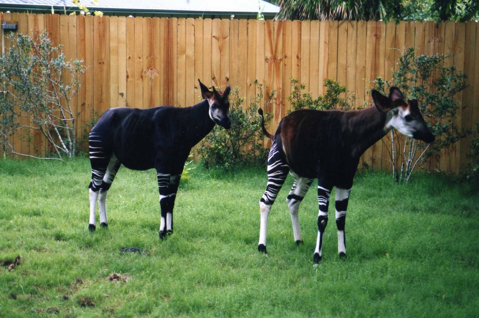 Male Okapis