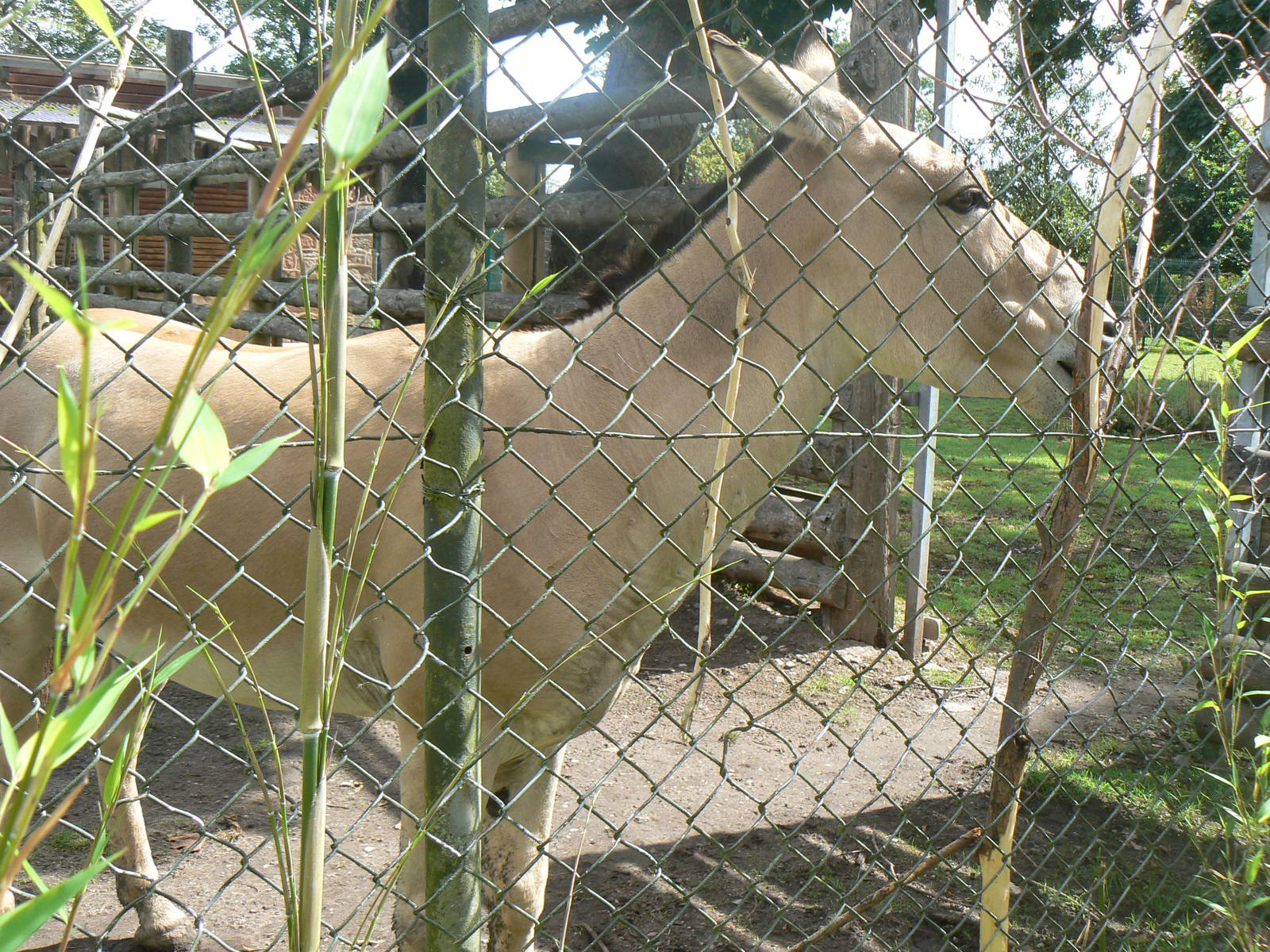 Male Onager