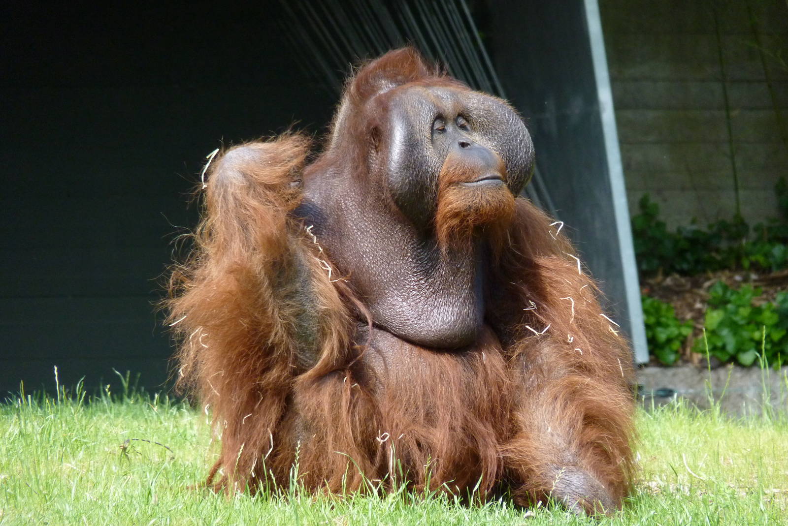 Male Orang, Sibu, July 2016