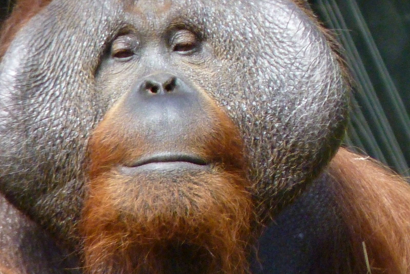Male Orang, Sibu, July 2016