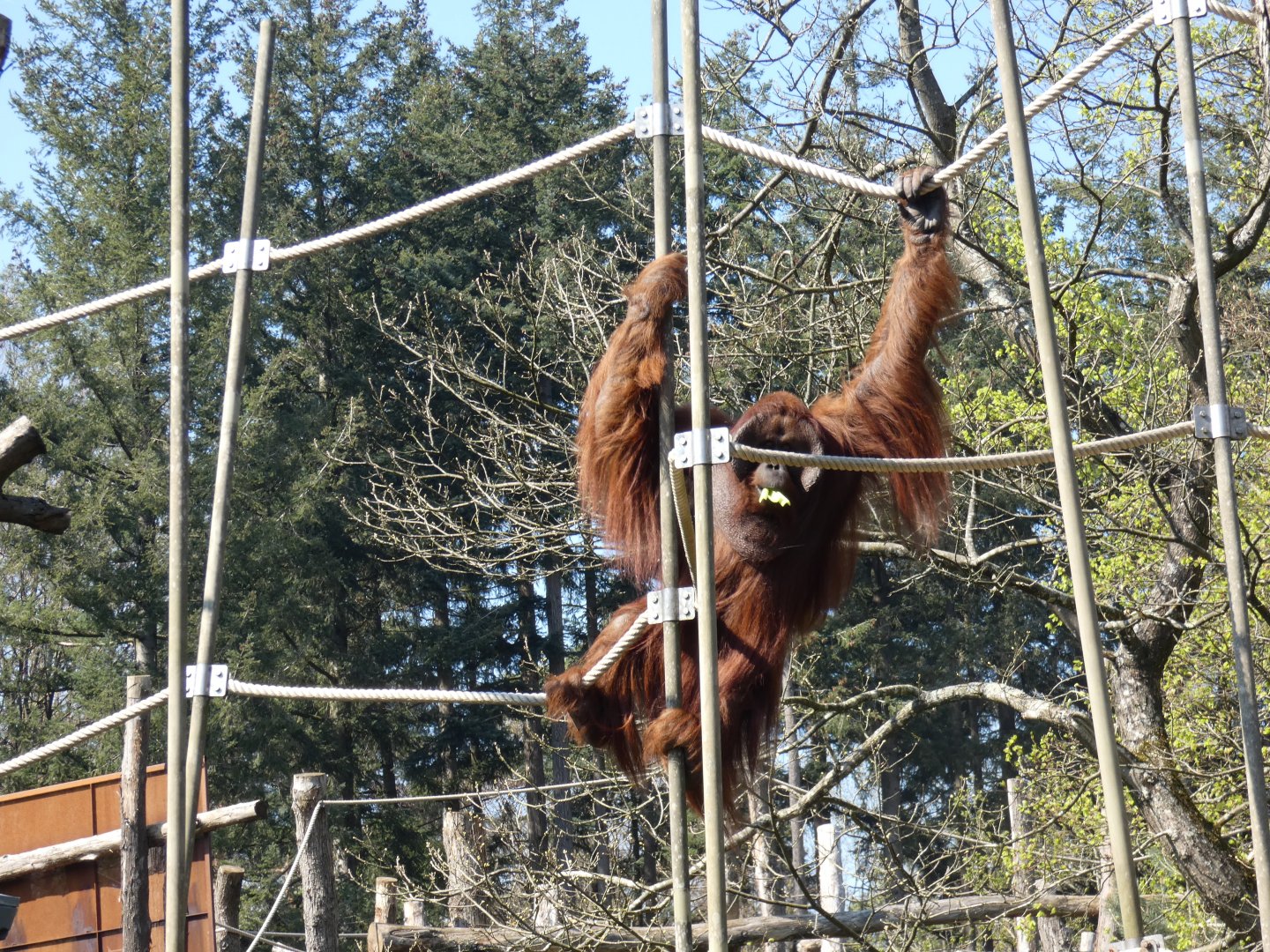 Male Orang-utan using enclosure height