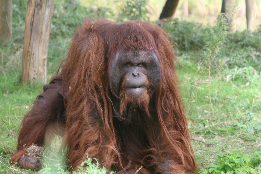 Male Orang Utan