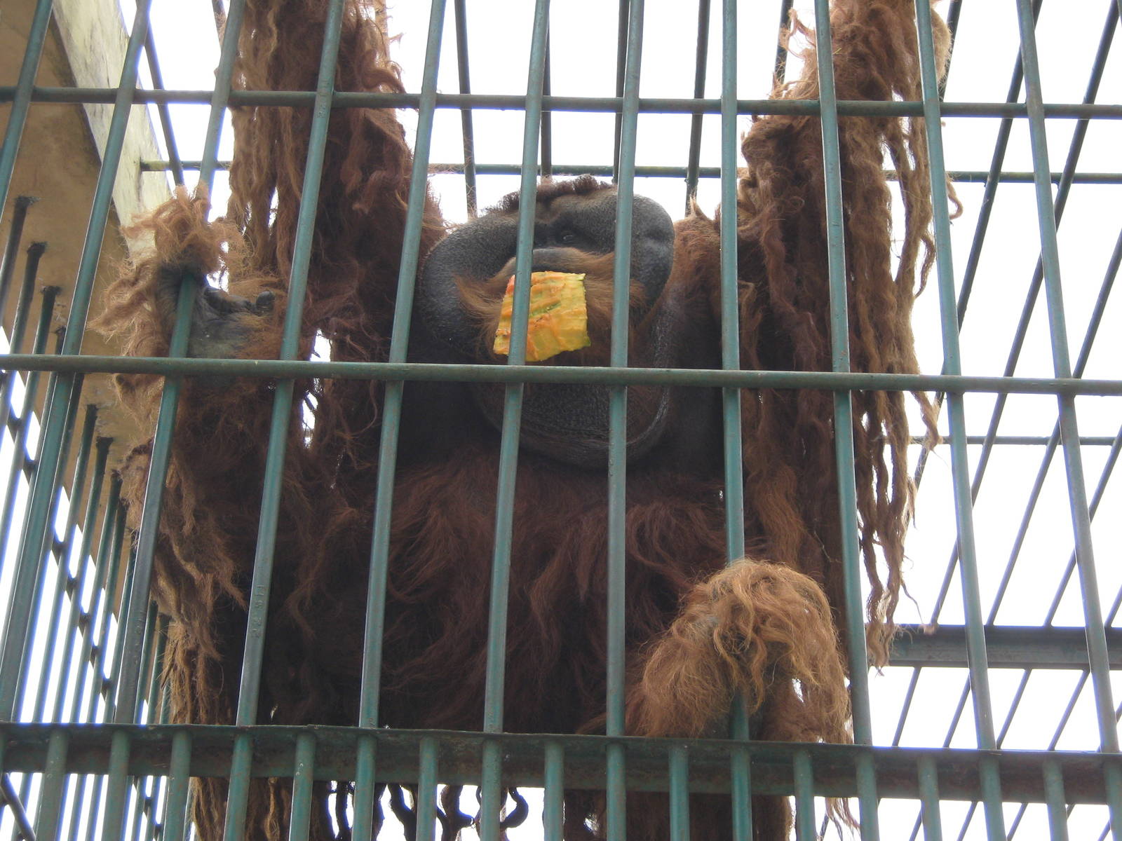 male orang-utan