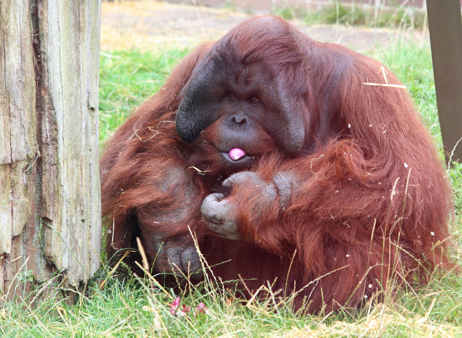 Male Orangutan 16-8-14