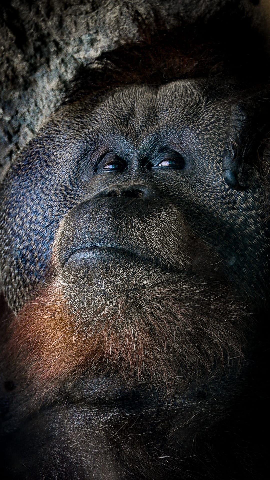 male orangutan 2022