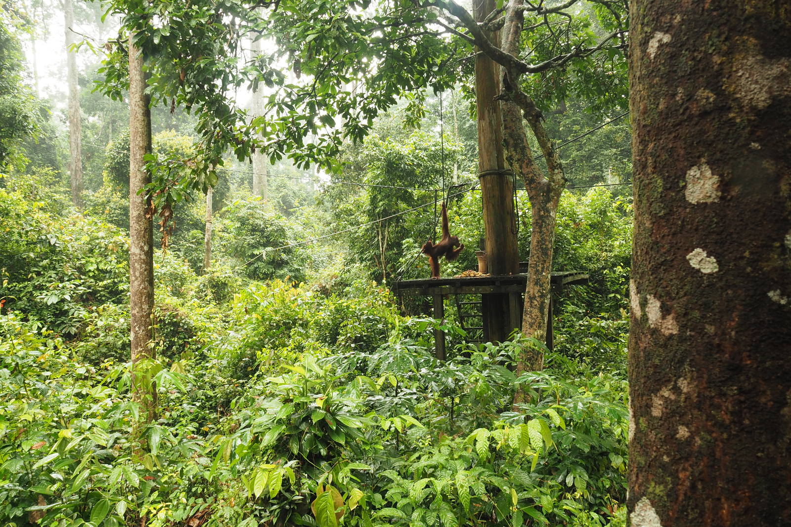 Male Orangutan at Sepilok