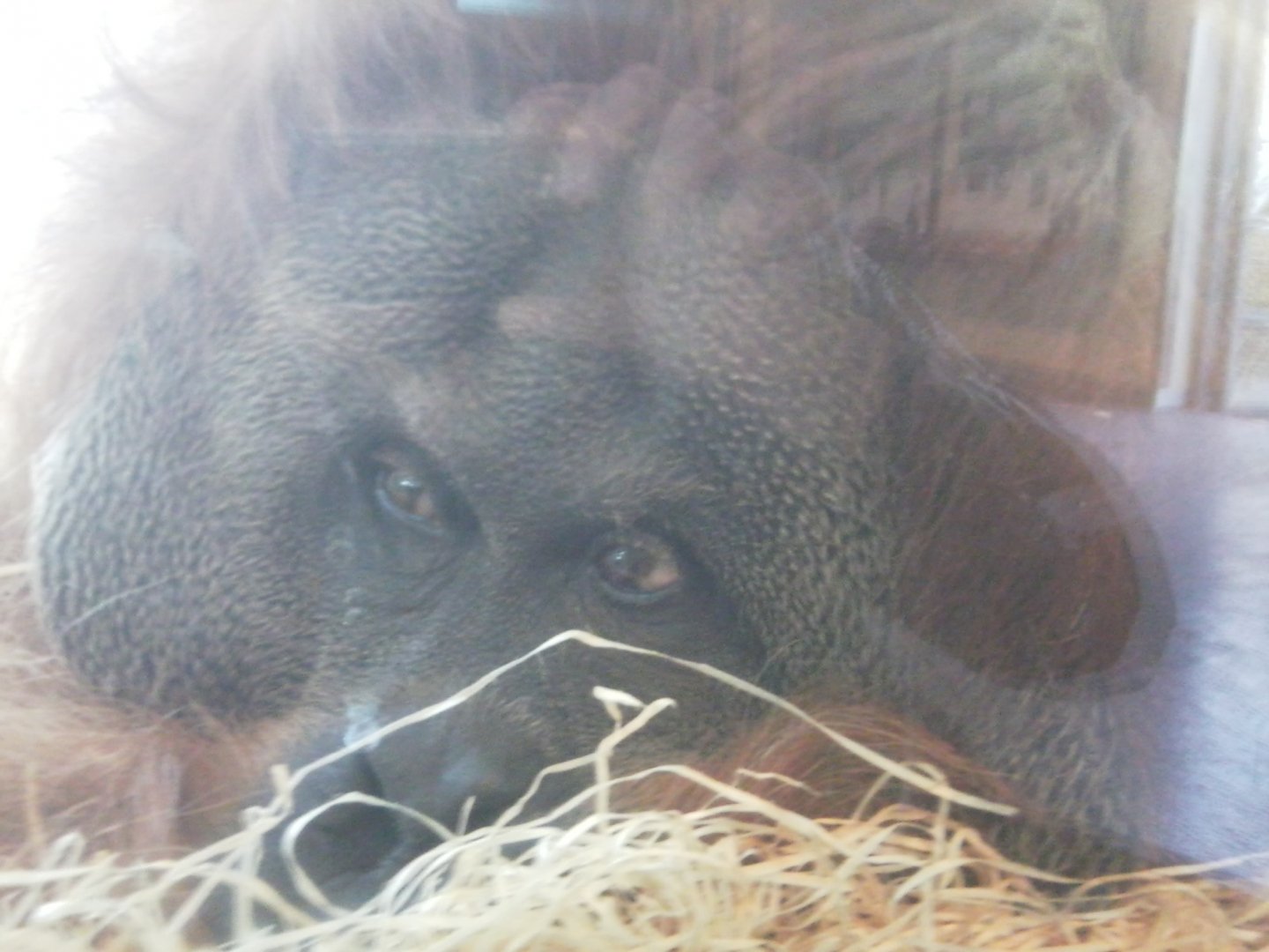 Male Orangutan Born 1969, 18 Fevruary