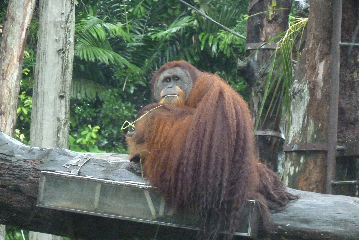 Male Orangutan, December 2015