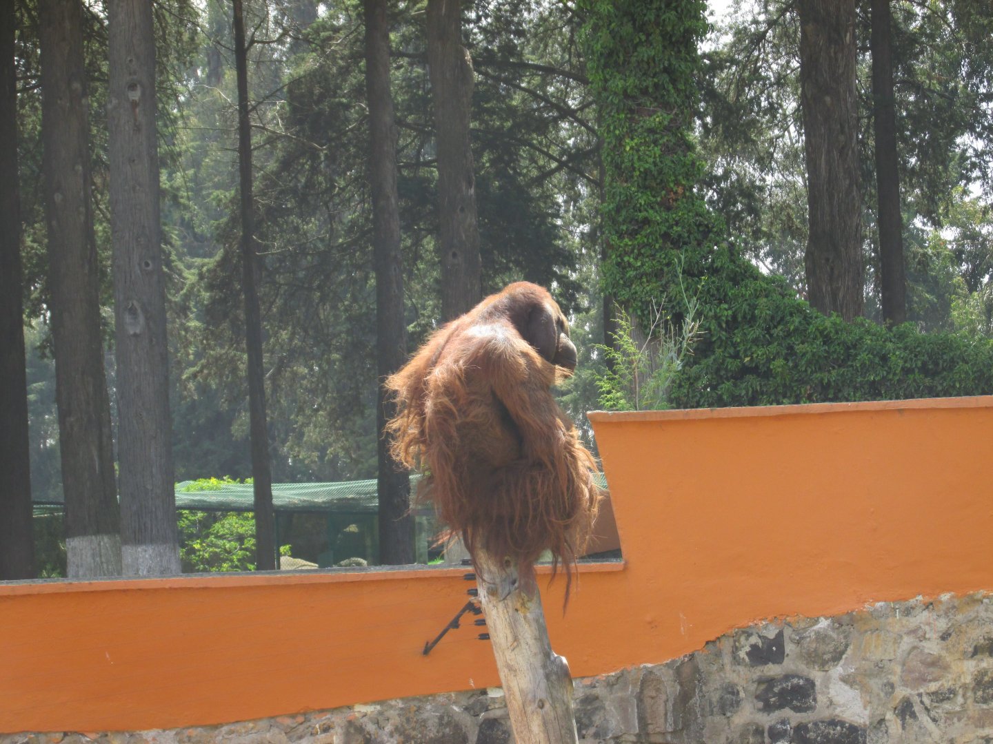 male orangutan GUERO