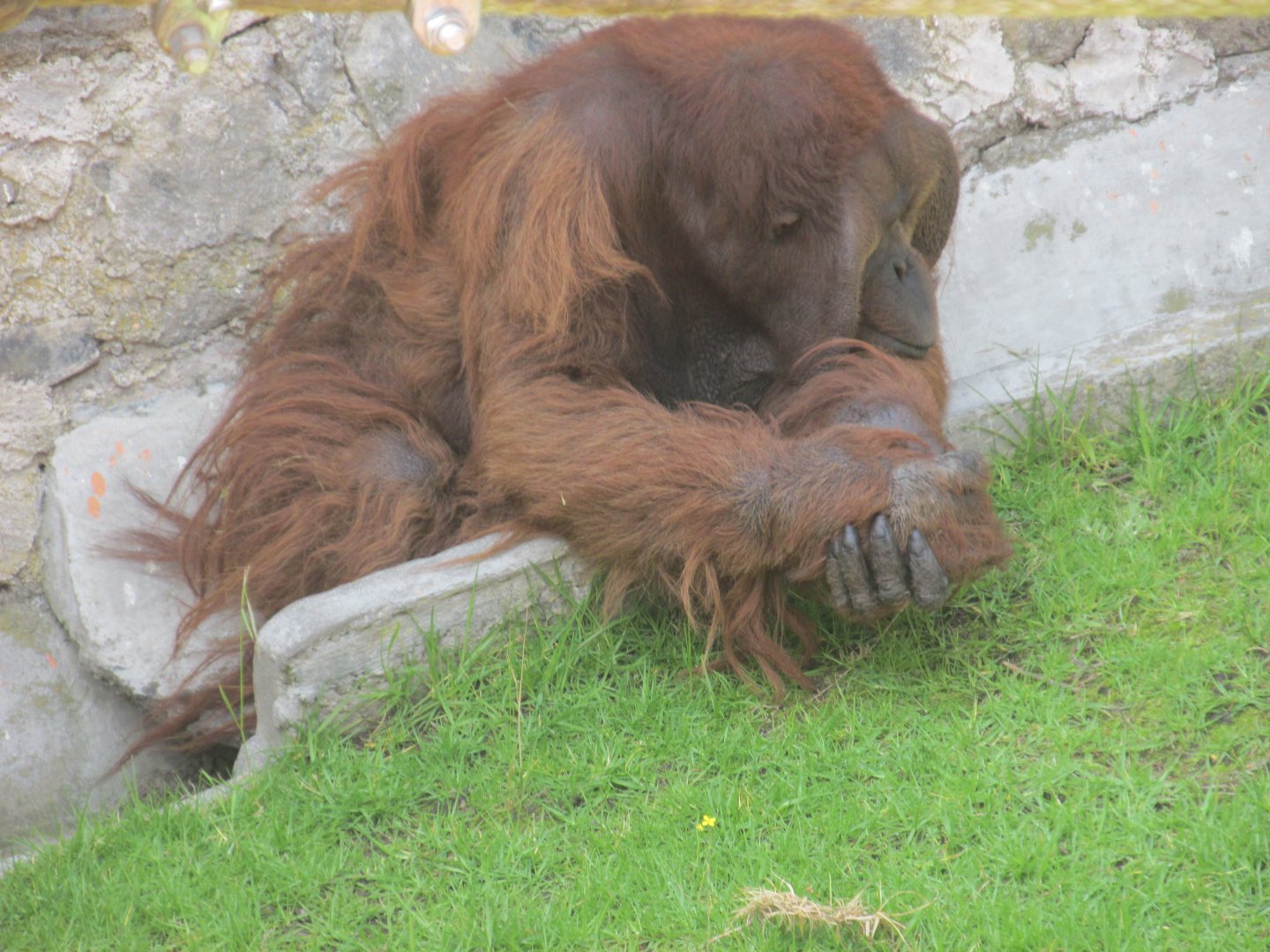 Male orangutan GUERO
