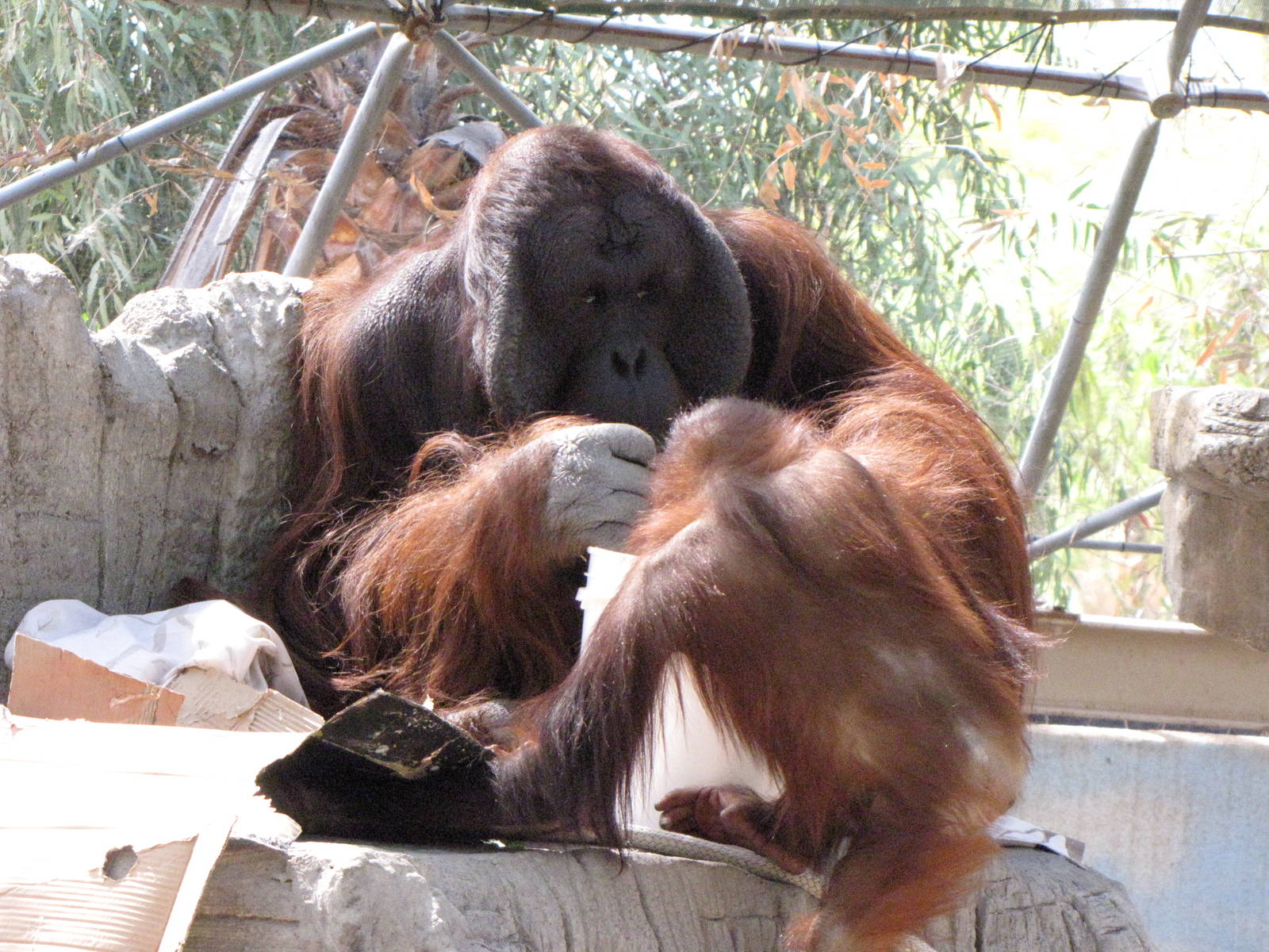 Male Orangutan Playing With Juvenile