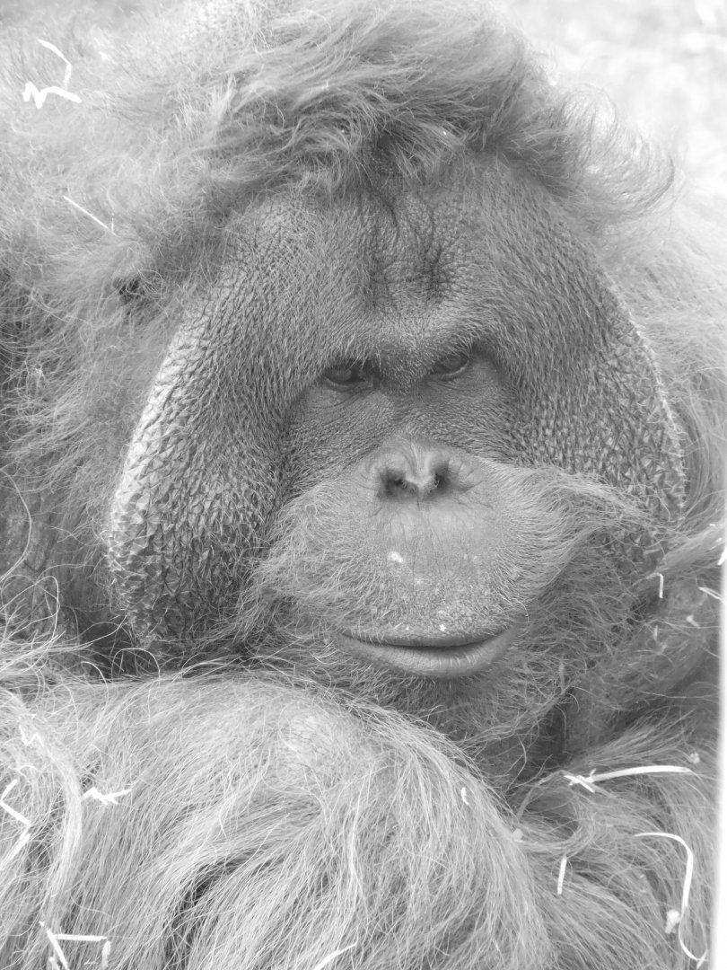 Male Orangutan Portrait