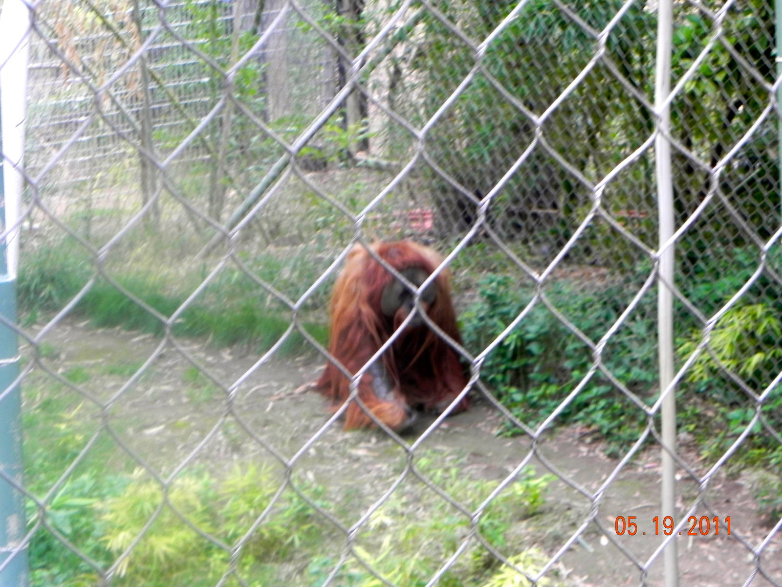 Male orangutan