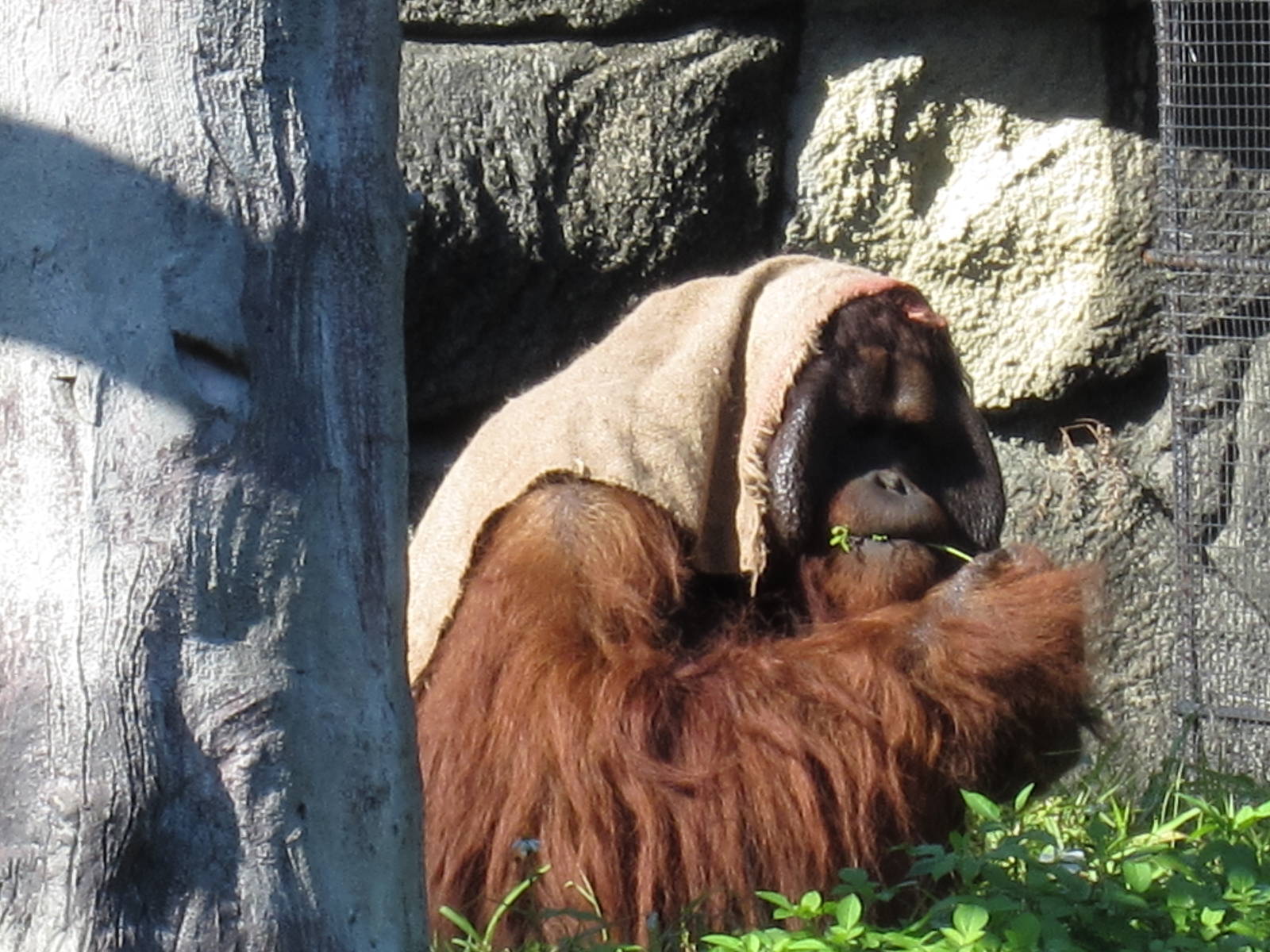 Male Orangutan
