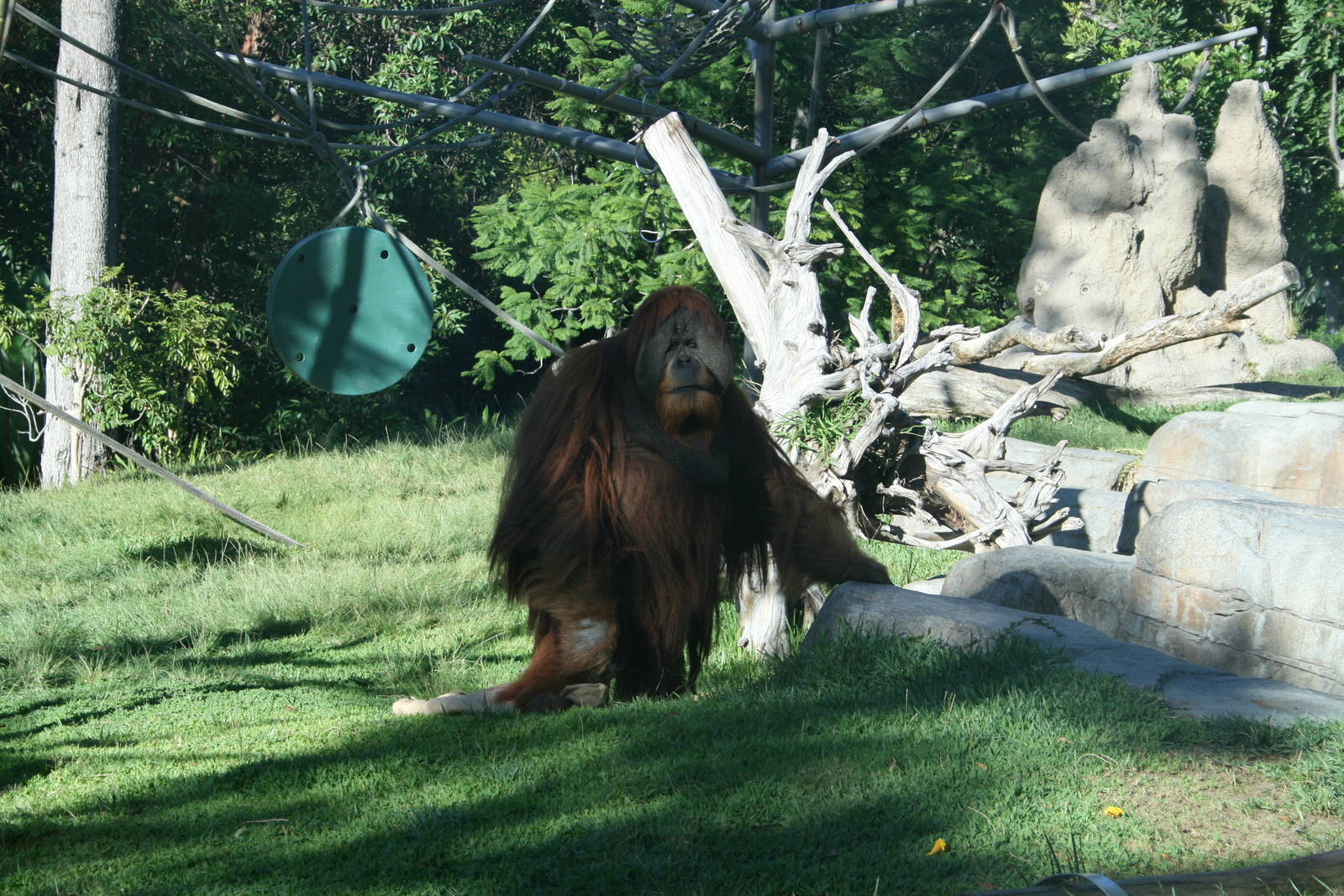 Male Orangutan