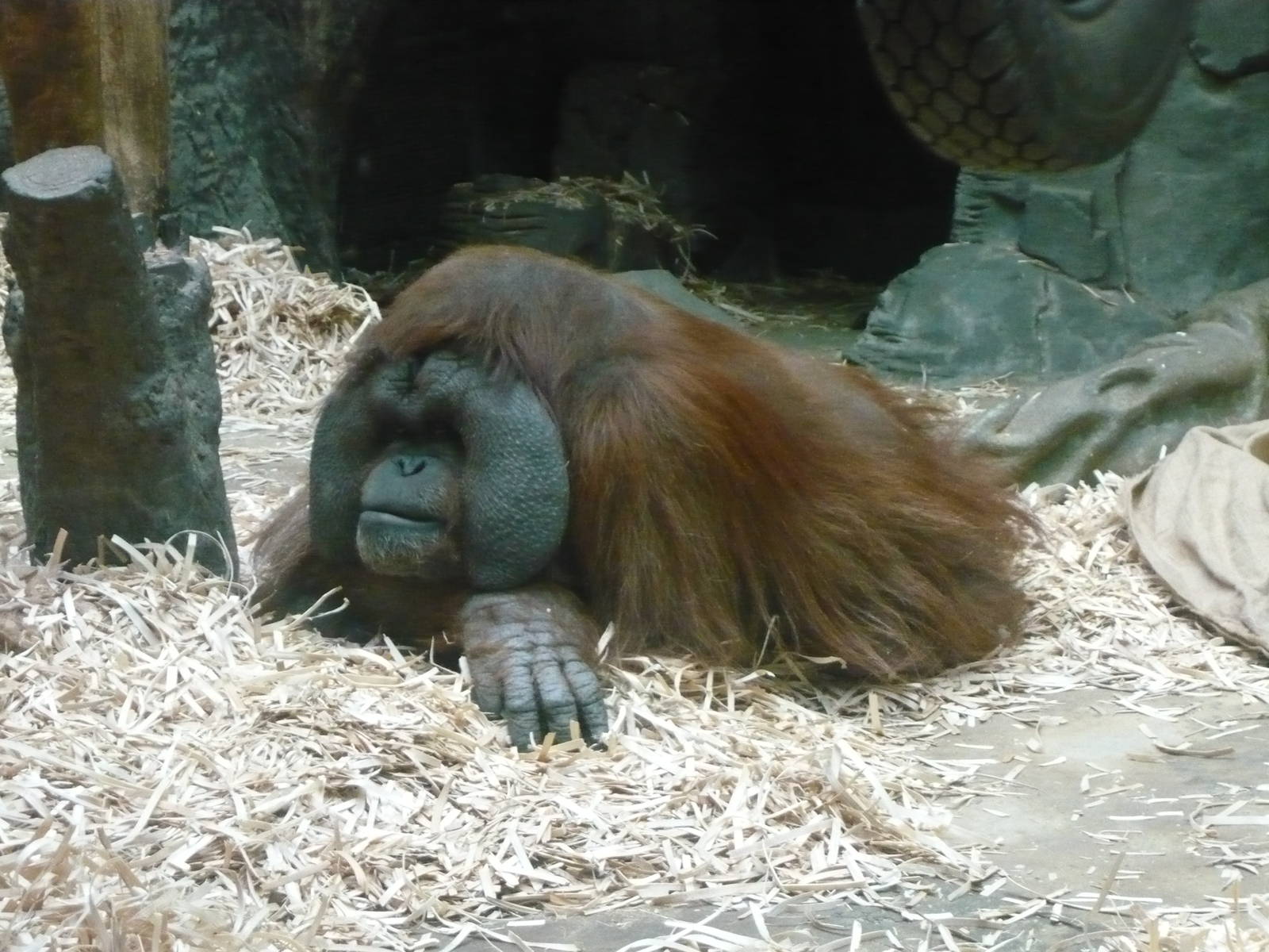 Male orangutan