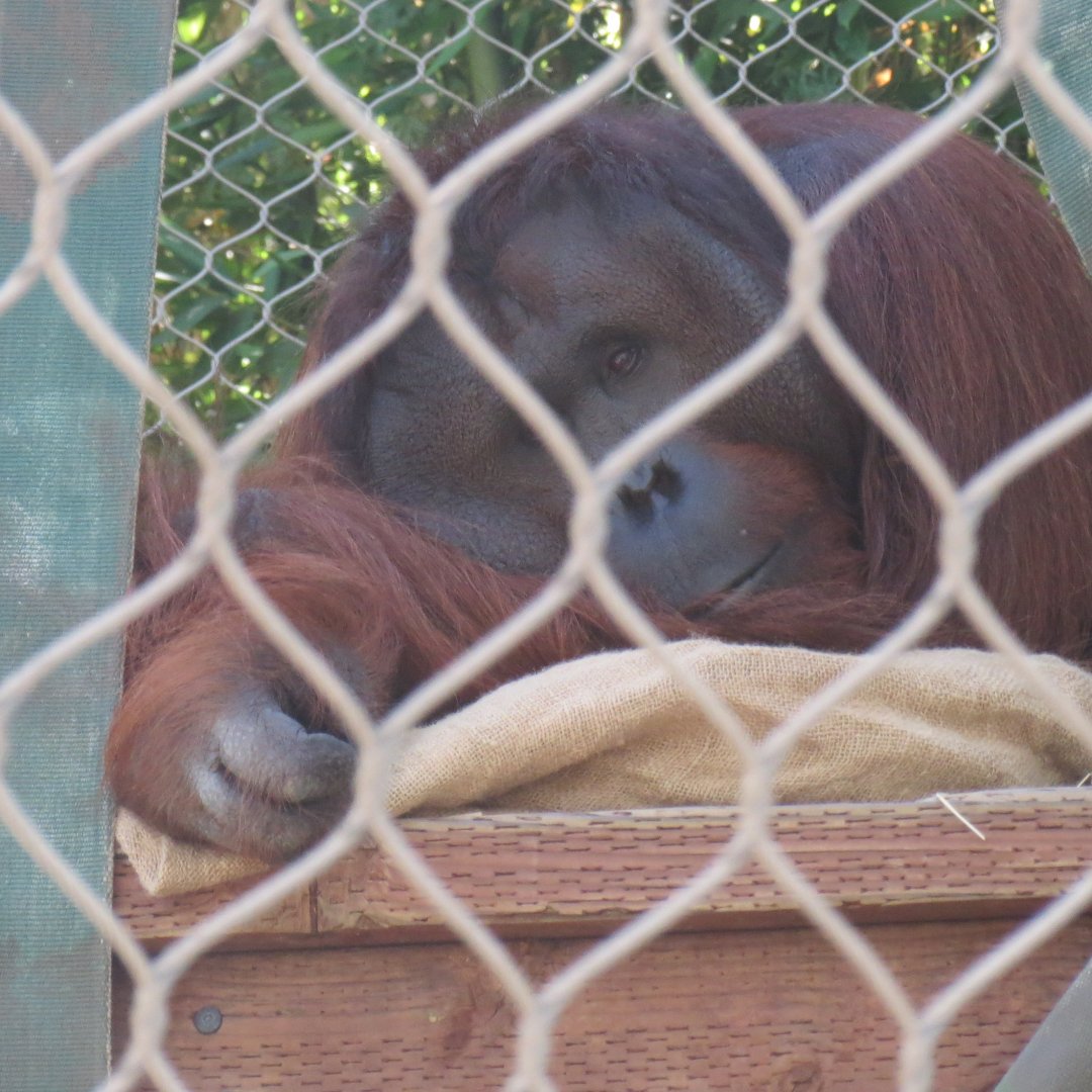 Male Orangutan