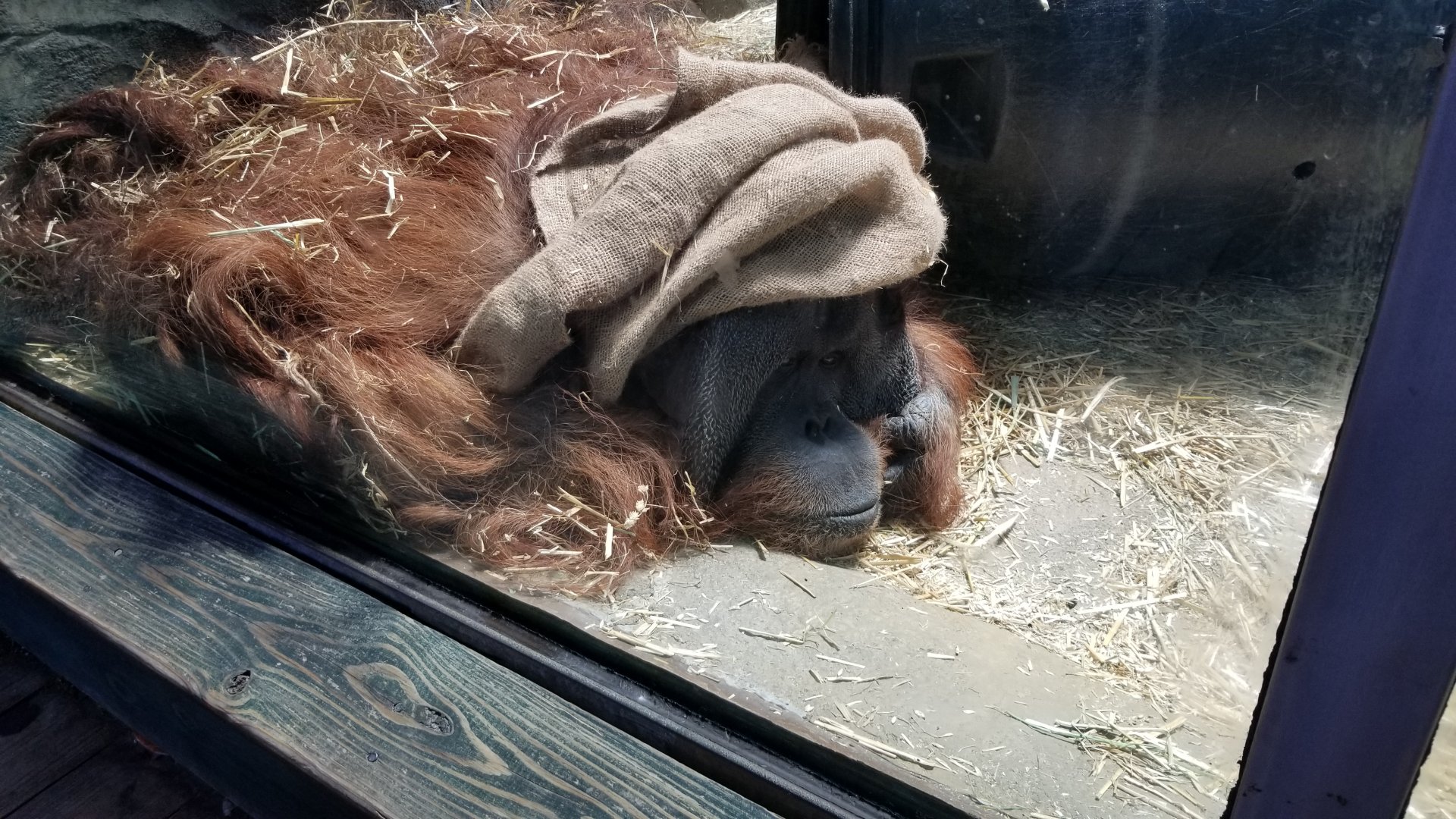 Male orangutan