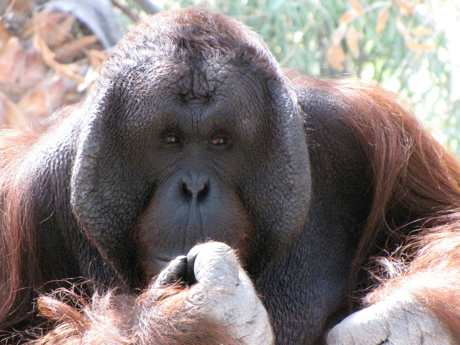 Male Orangutan