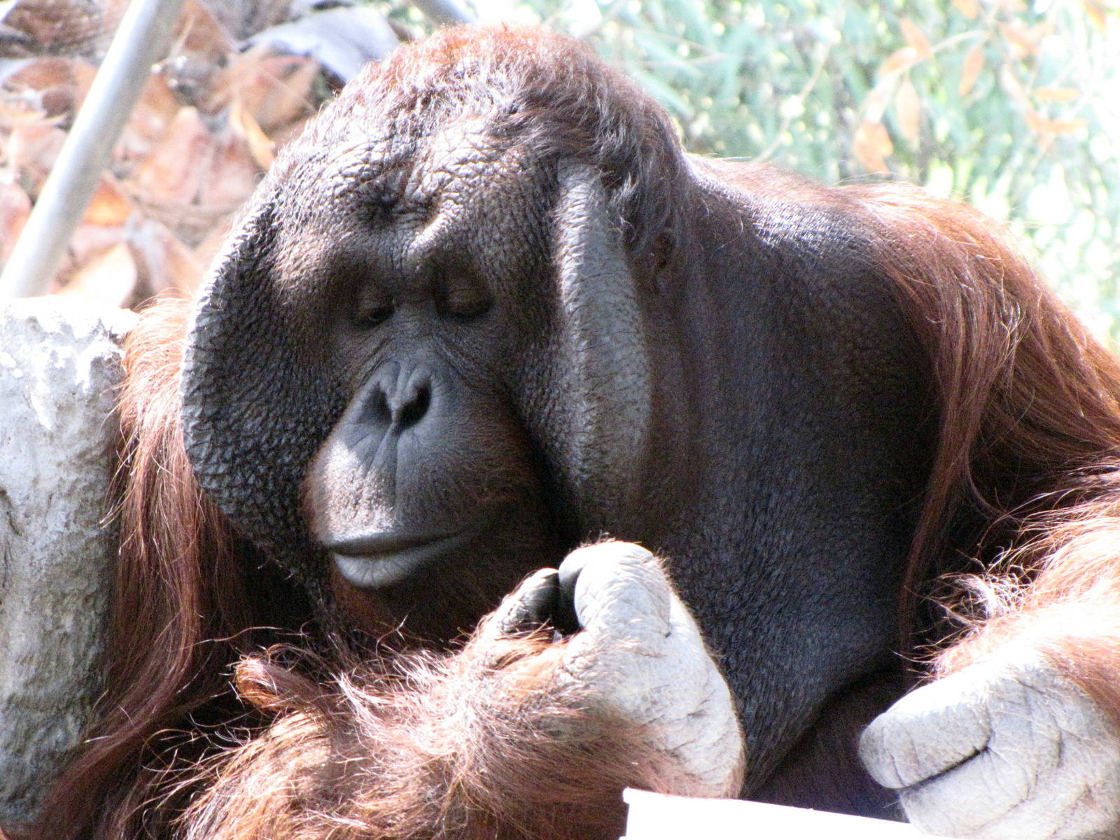 Male Orangutan