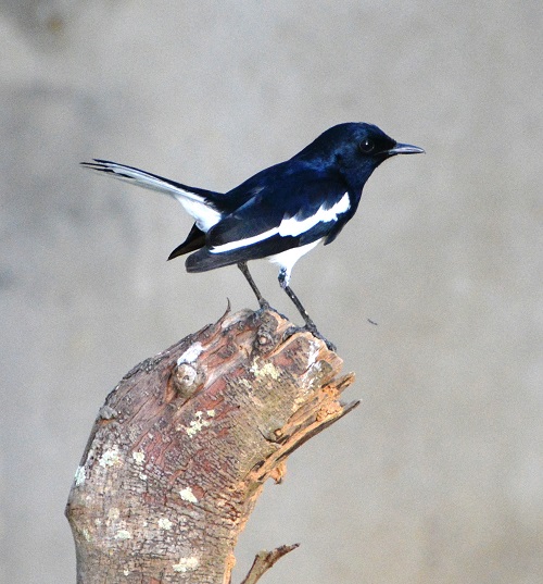 Male Oriental magpie robin .