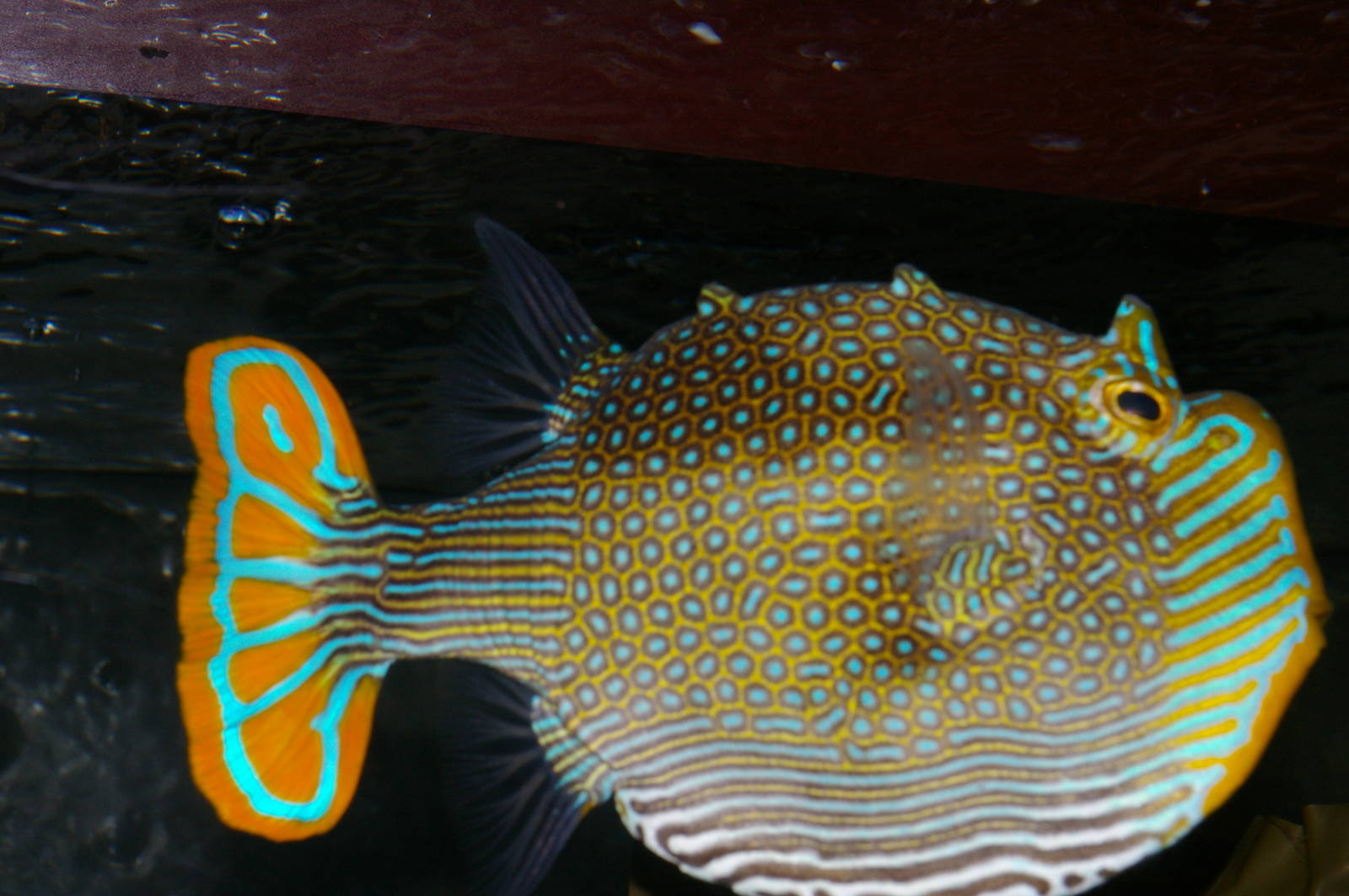male ornate cowfish (Arcana ornata)