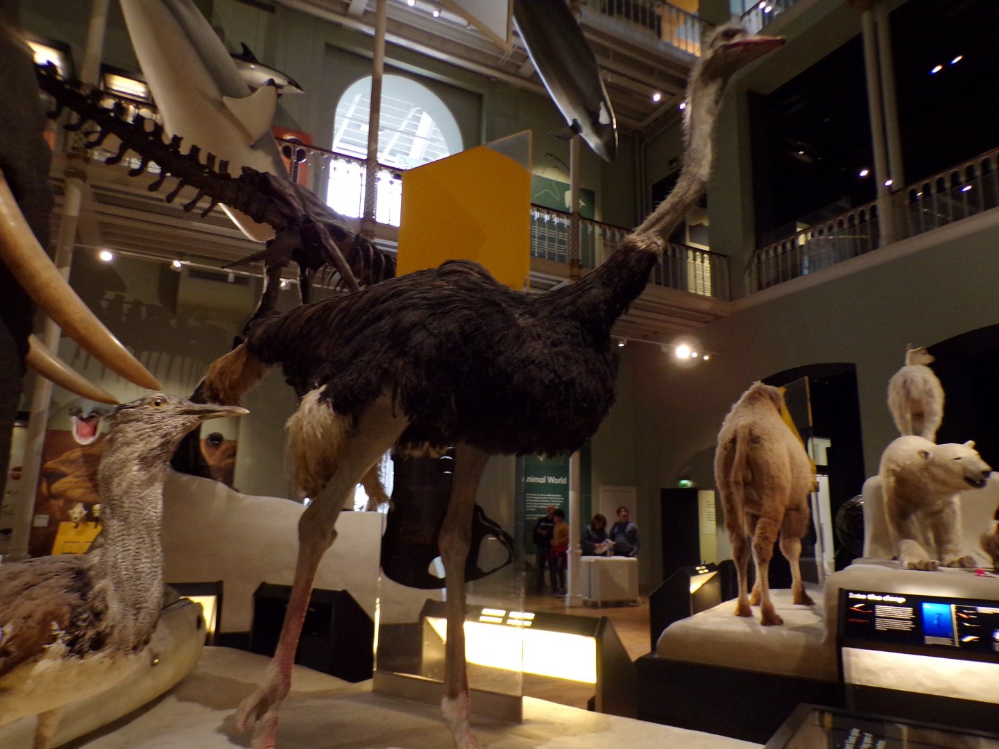 Male ostrich 26.8.23