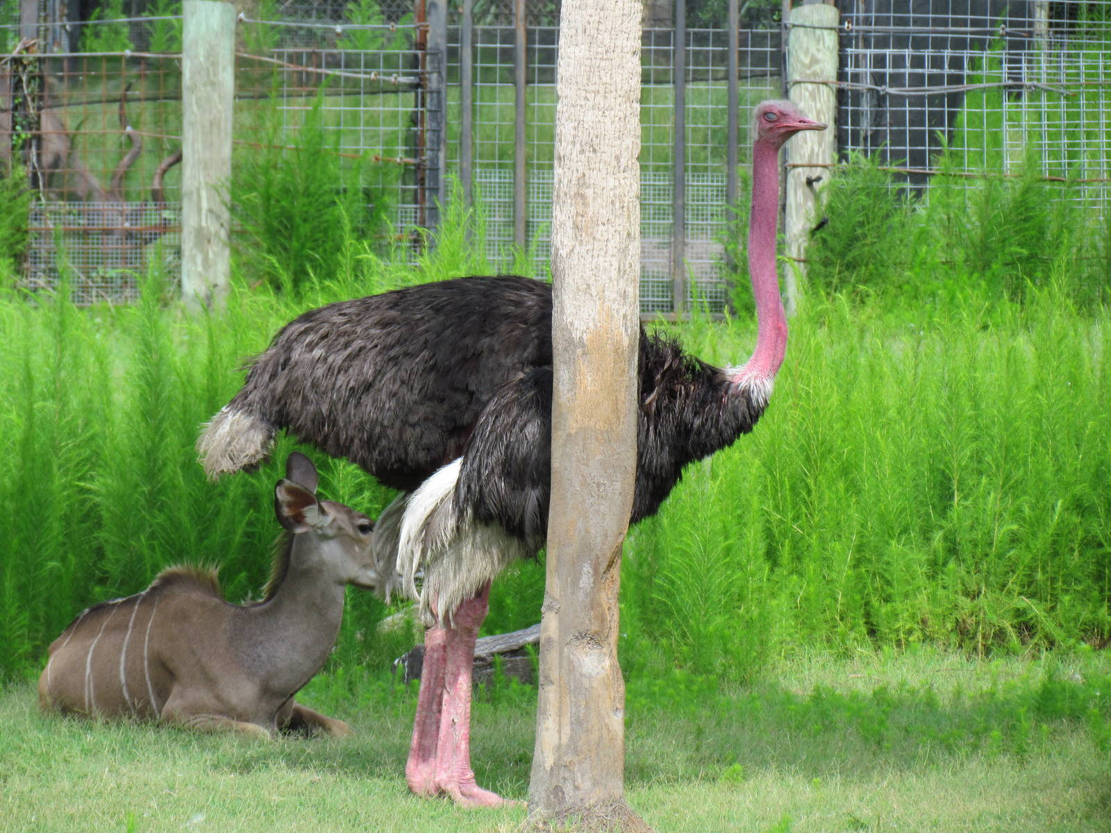 Male Ostrich in Breeding Color