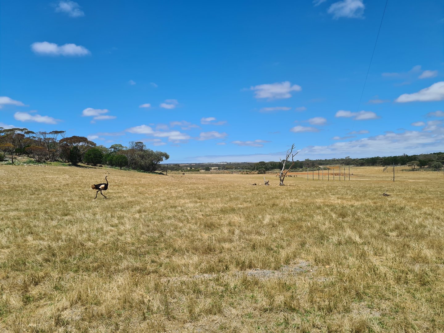 Male Ostrich Running