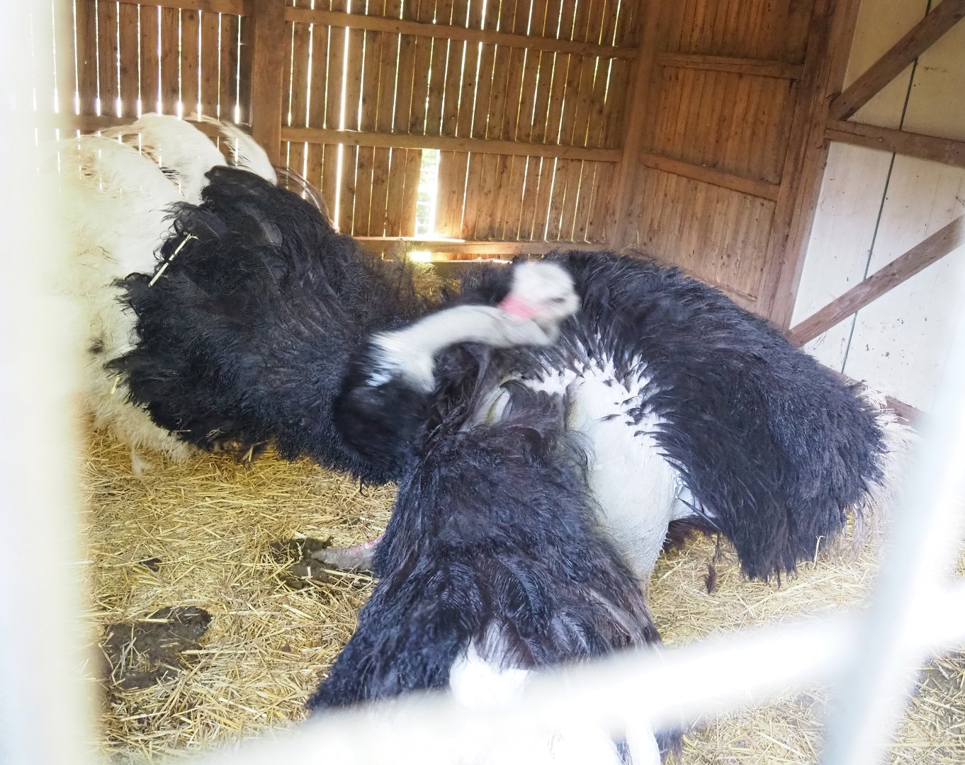 Male Ostrich (Struthio camelus) doing courtship display, 2023-06-24