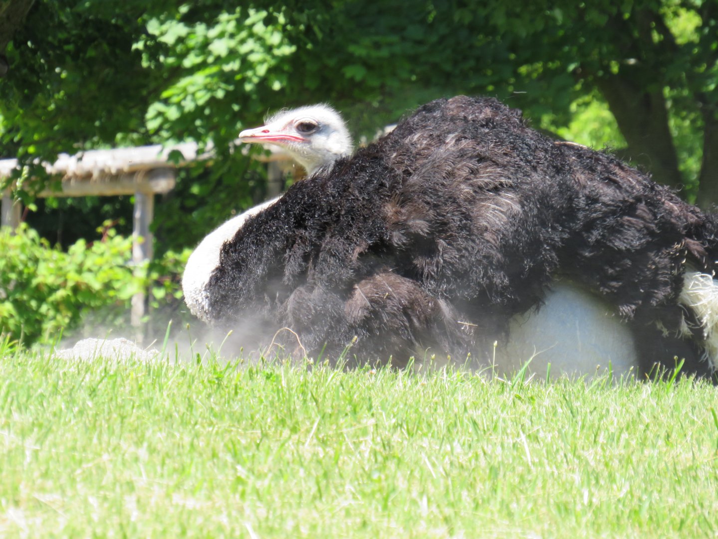 Male ostrich taking a dust bath