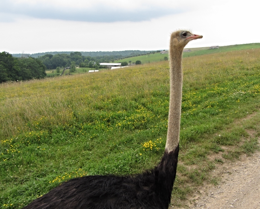 Male Ostrich