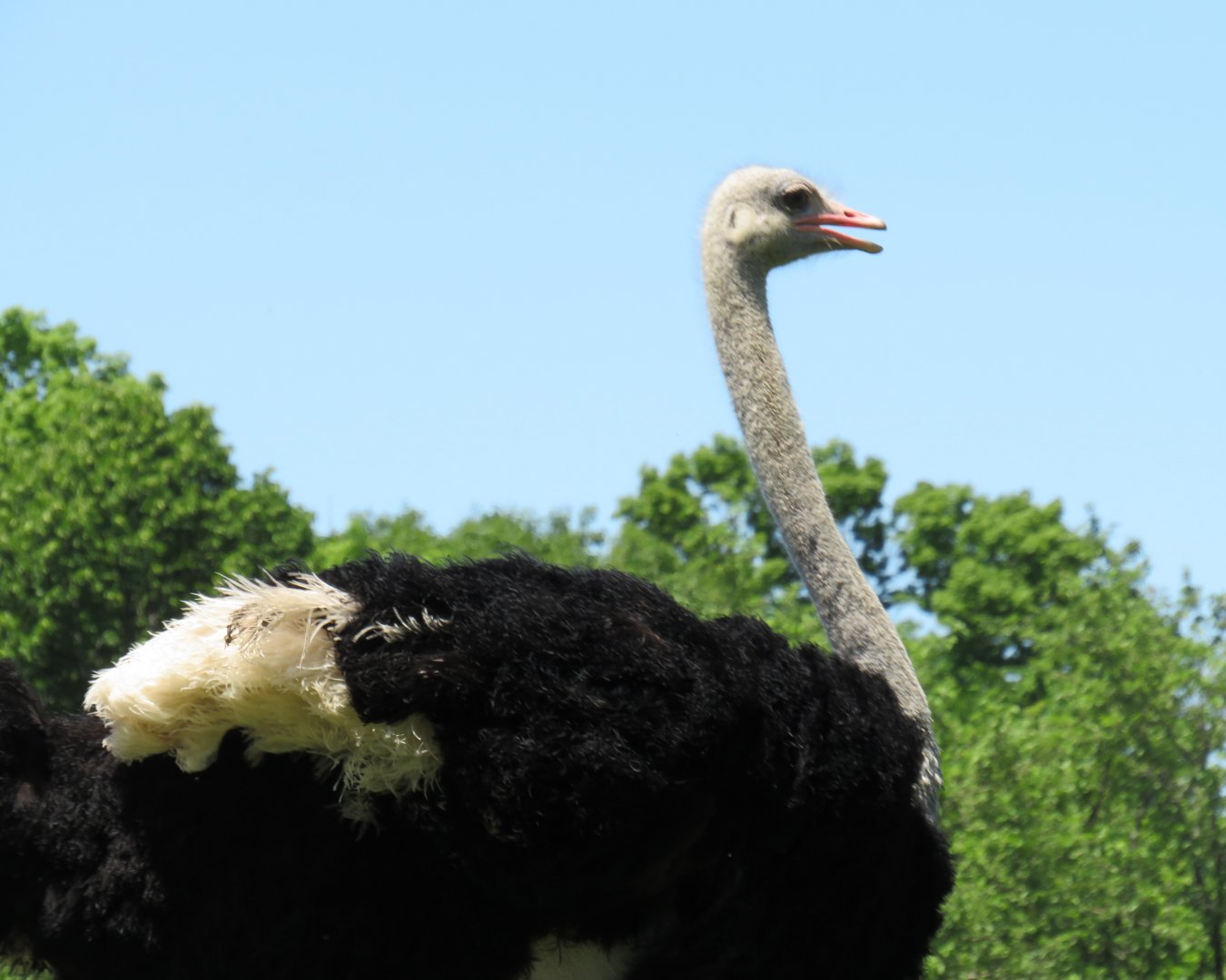 Male ostrich