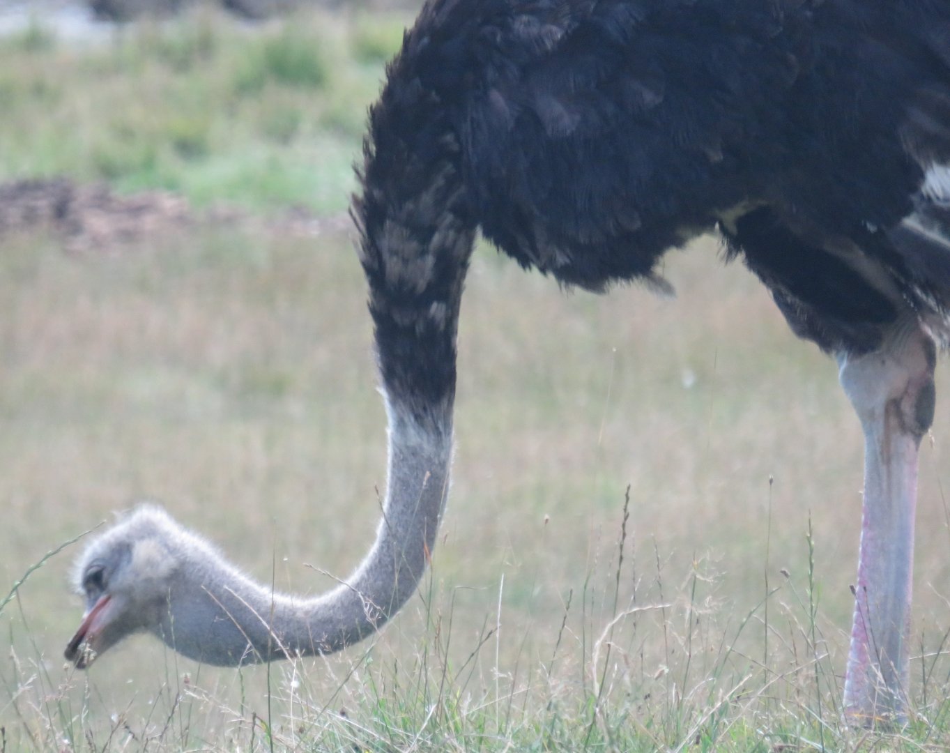 Male ostrich